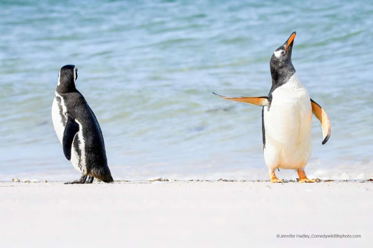 «Μη μου μιλάς άλλο», φαίνεται να λέει ένας μουτρωμένος πιγκουίνος στον φίλο του, στα νησιά Φόκλαντ. Η ξεκαρδιστική εικόνα κέρδισε το βραβείο Κοινού