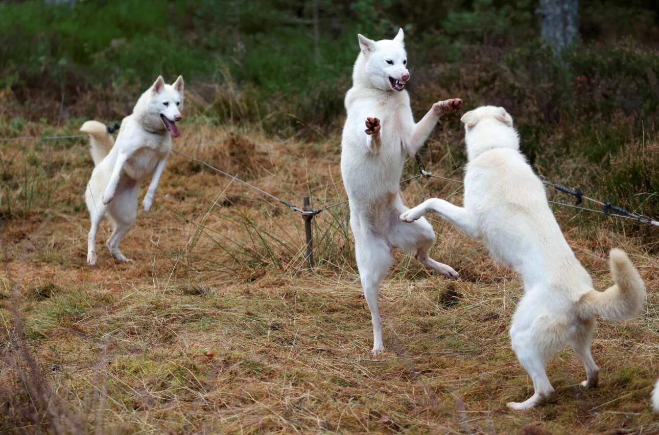 Ο χορός των δεμένων σκυλιών ράτσας χάσκι: σκηνή από το χωράφι όπου τα έχουν μαντρωμένα και τα προπονούν οι σκωτσέζοι ιδιοκτήτες τους με σκοπό τη συμμετοχή τους στο ετήσιο τουρνουά Aviemore Sled Dog