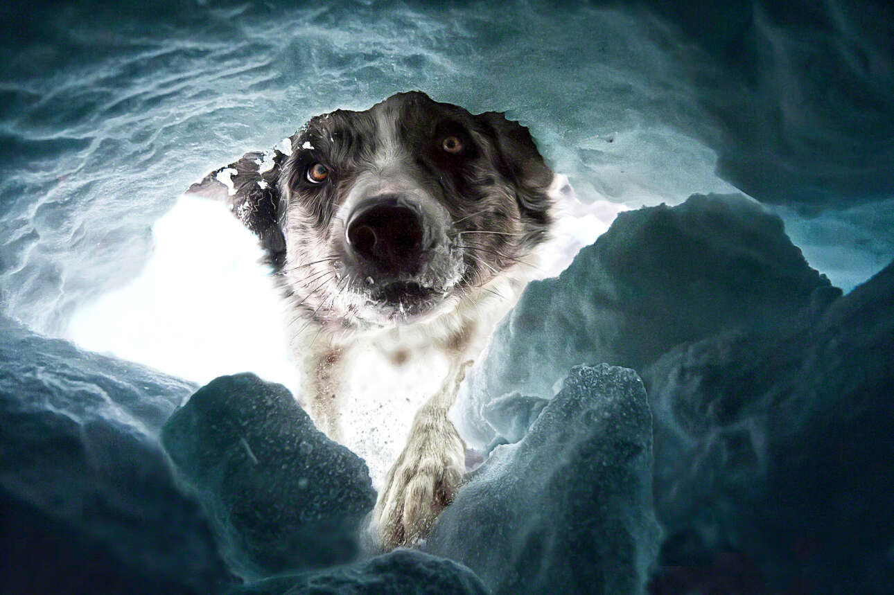 Η Ντάλια Φίκμαν κέρδισε το πρώτο βραβείο στην κατηγορία «Πορτρέτο & Φύση» για τη φωτογραφία του Κάιρον, μπόρντερ κόλεϊ και σκύλου διάσωσης, σε χιονοστιβάδα. Για να απαθανατίσει τη στιγμή έμεινε ξαπλωμένη σε μια μικρή, σκοτεινή σπηλιά πάγου στο Μέλχζε-Φρουτ της Ελβετίας, μέχρι που τη βρήκε