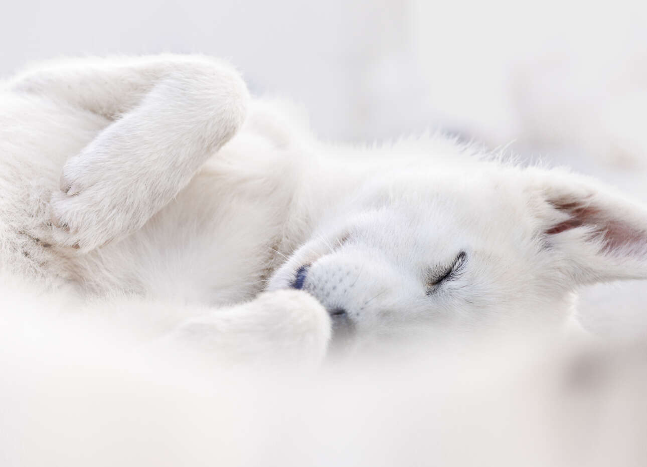 Μια εικόνα ενός σκύλου έλκηθρου στης Γροιλανδία, ήρθε τρίτη στην κατηγορία «Πορτραίτο & Φύση»
