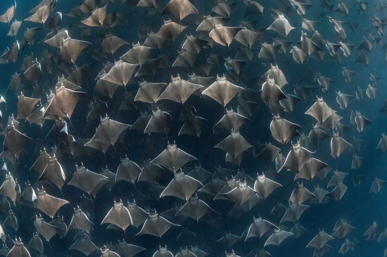 Κοπάδι από σαλάχια συγκεντρώνεται στη Θάλασσα του Κορτέζ, στο Μεξικό