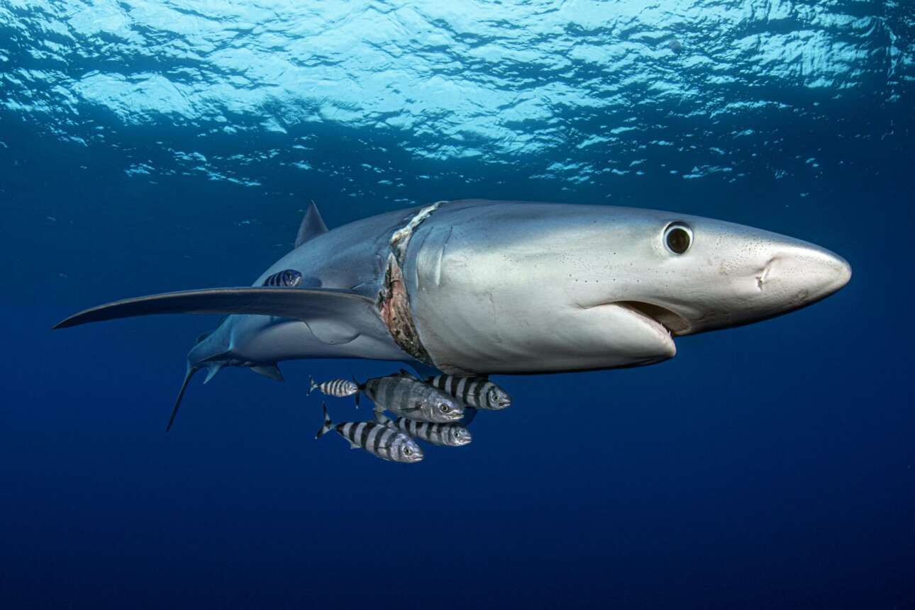 Γαλάζιος καρχαρίας κολυμπά στα ανοιχτά της νήσου Πίκο, στις πορτογαλικές Αζόρες, με ένα σχοινί γύρω από τον λαιμό του, το οποίο του έχει προκαλέσει σοβαρές δερματικές βλάβες