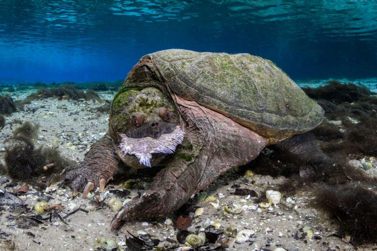 Θαλάσσια χελώνα καταβροχθίζει ένα ψάρι στη Φλόριντα, αδιαφορώντας παντελώς για την παρουσία του φωτογράφου