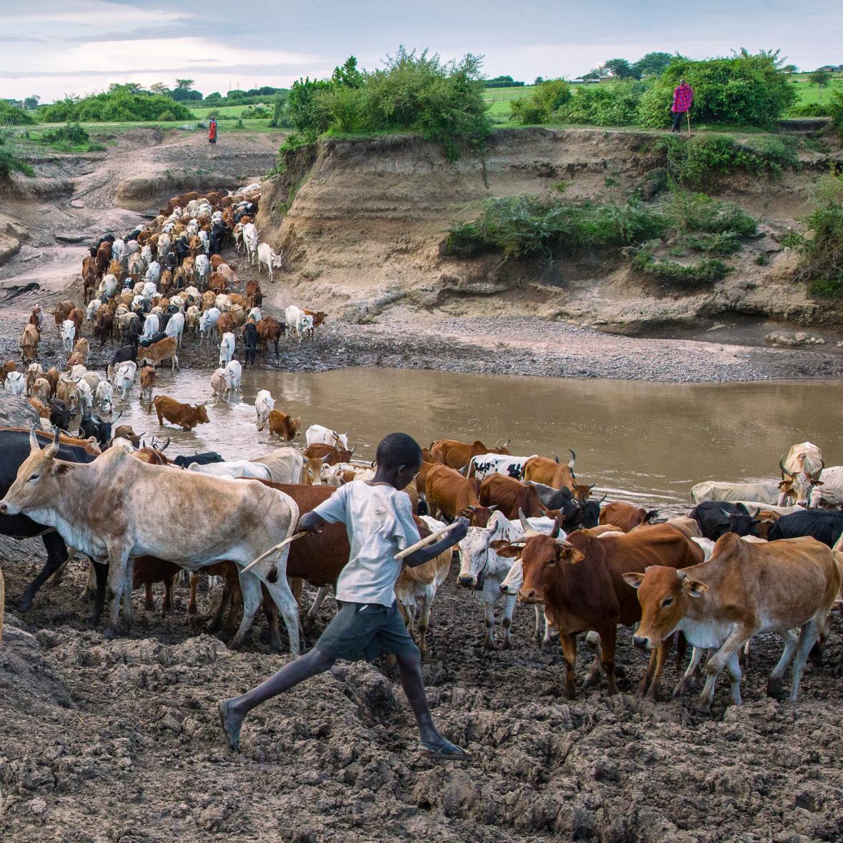 Επί γενεές, οι Μασάι της Κένυας και της Τανζανίας ακολουθούν τις εποχικές βροχές της ανατολικής Αφρικής, μετακινώντας τα κοπάδια τους από το ένα μέρος στο άλλο, δίνοντας στο γρασίδι την ευκαιρία να αναπτυχθεί ξανά. Υποφέρουν όλο και περισσότερο από την κλιματική αλλαγή, τις παραβιάσεις των ανθρωπίνων δικαιωμάτων και την έξωση στο όνομα της προστασίας