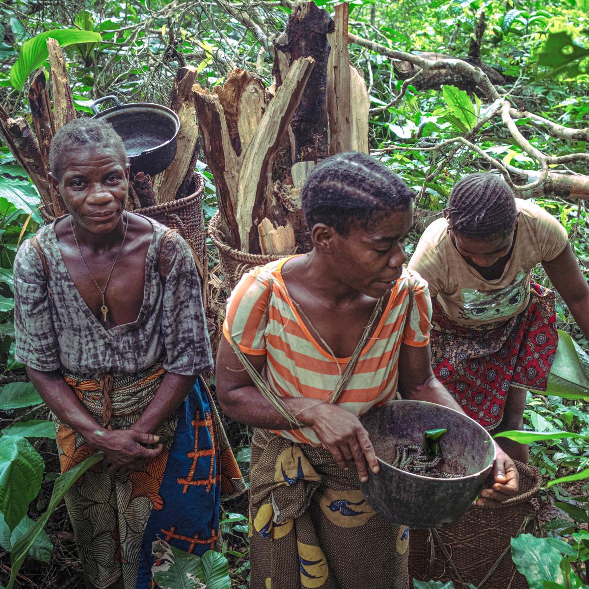 Ομάδα γυναικών μαζεύει βρώσιμες κάμπιες σε δάσος της Δημοκρατίας του Κονγκό. Διαχειρίζονται και προστατεύουν το δάσος, από το οποίο εξαρτώνται εδώ και πολλά χρόνια, ωστόσο η δημιουργία προστατευομένων περιοχών έχει επιφέρει πείνα, κακή υγεία και καταστροφική βία -παρενόχληση, ξυλοδαρμούς, βασανιστήρια, ακόμη και θάνατο- στους αυτόχθονες πληθυσμούς