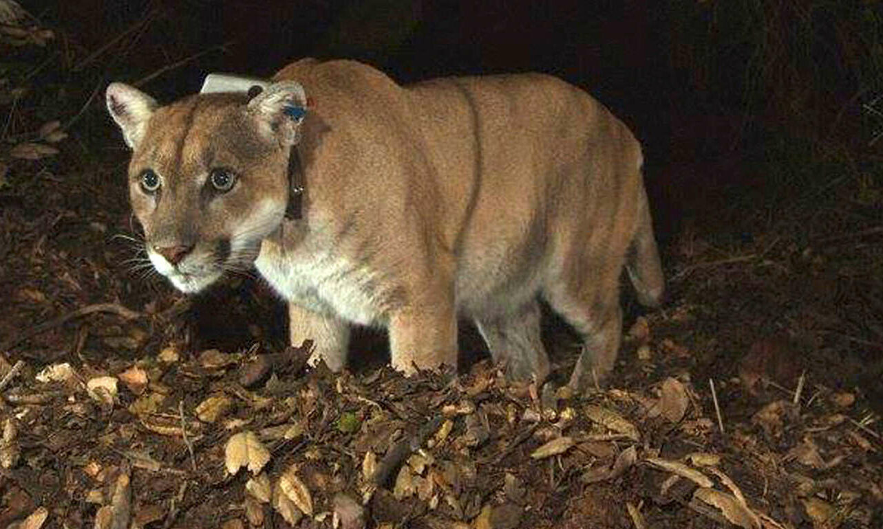Συναυλία στη μνήμη του αγαπημένου πούμα του Λος Αντζελες