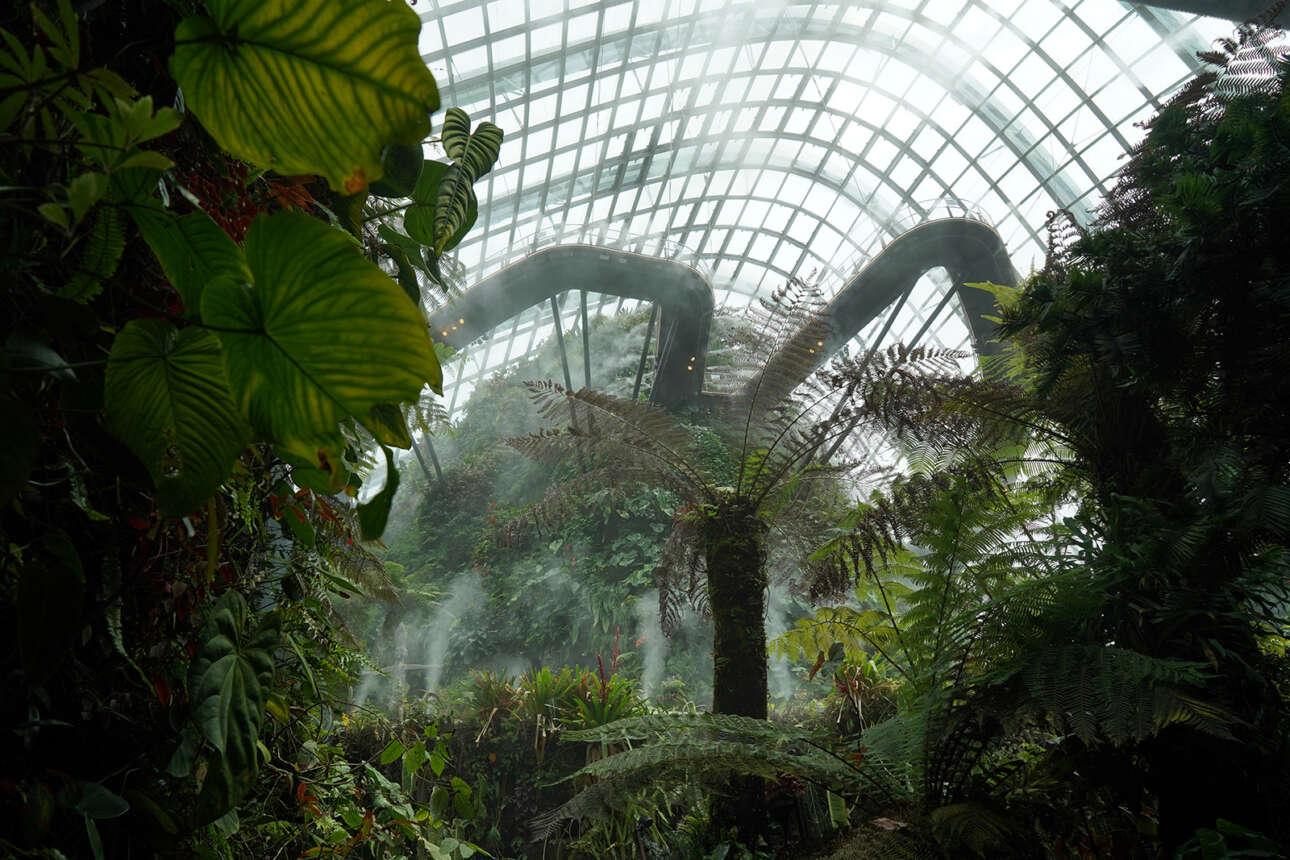 Ατμός αναδύεται μέσα στο τεχνητό δάσος σε θερμοκήπιο στη Σιγκαπούρη