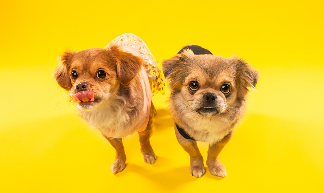 Eνα στούντιο φωτογράφισης αποκλειστικά για ζώα