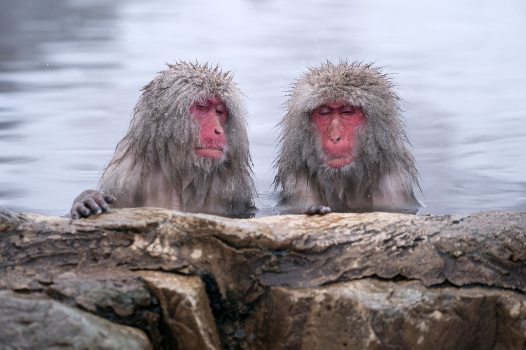 «Πίθηκοι του χιονιού» απολαμβάνουν το ζεστό νερό μια κρύα ημέρα του Ιανουαρίου