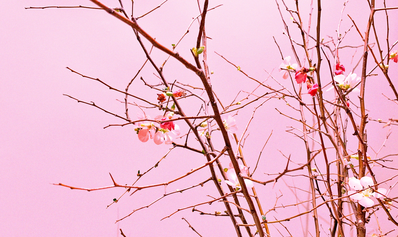 Η αμυγδαλιά μου (Ετος 2023)