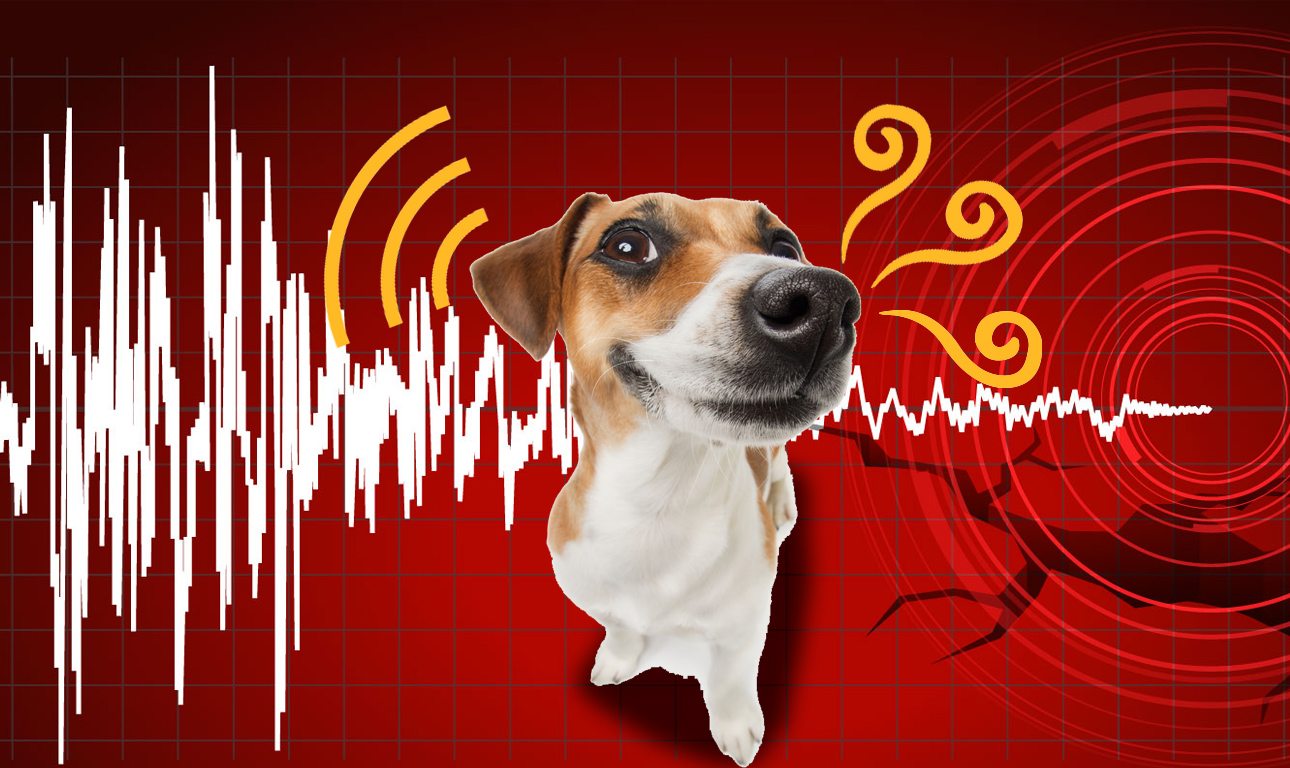 Προαισθάνονται όντως τα ζώα τους σεισμούς;