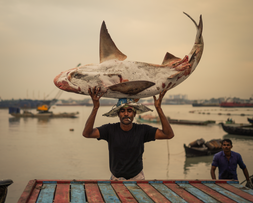 Φιναλίστ στην κατηγορία Τρόπος Ζωής. Ψαράς μεταφέρει νεκρό καρχαρία, ο οποίος πιάστηκε κατά λάθος