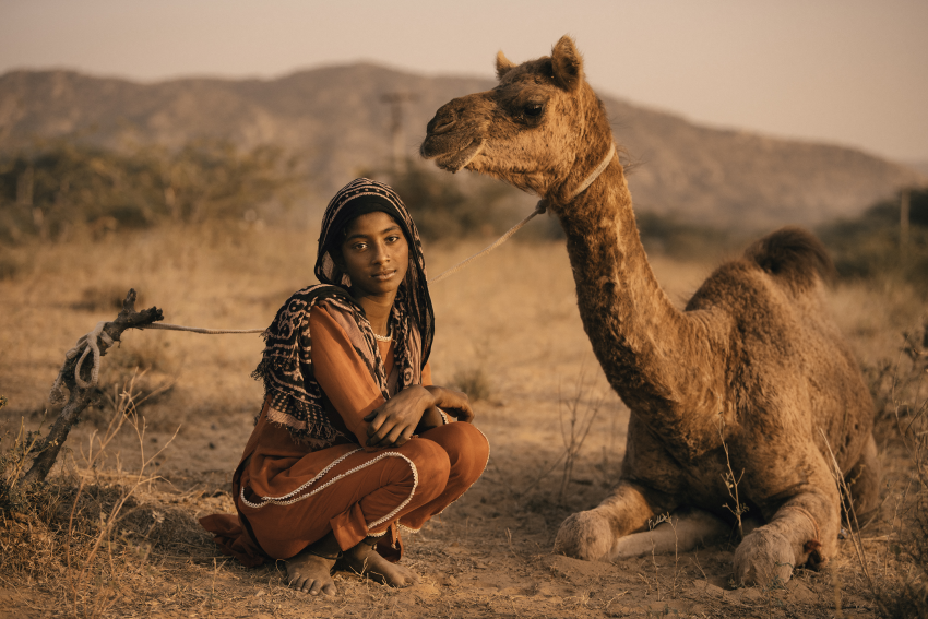 Φιναλίστ στην κατηγορία Πορτρέτο. Νεαρή νομάς φροντίζει την καμήλα της. «Η καμήλα είναι για τους νομάδες του Ρατζαστάνι ό,τι το γιακ για τους Θιβετιανούς: σύστημα υποστήριξης, πηγή διατροφής και βασικό μέσο μεταφοράς»