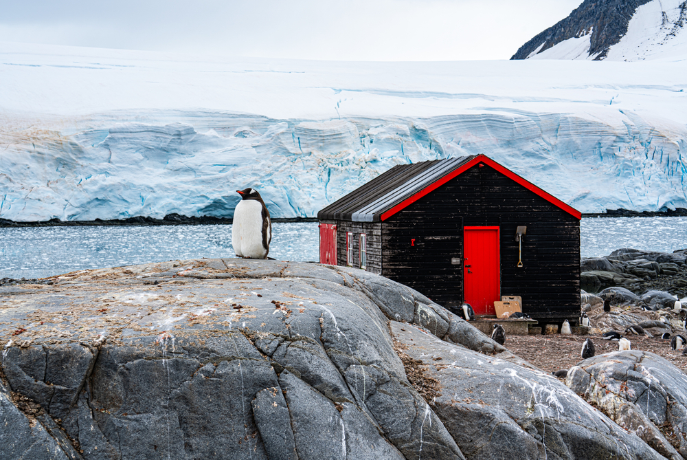 Ψάχνεις δουλειά; Μπορείς να μετράς πιγκουίνους στην Ανταρκτική