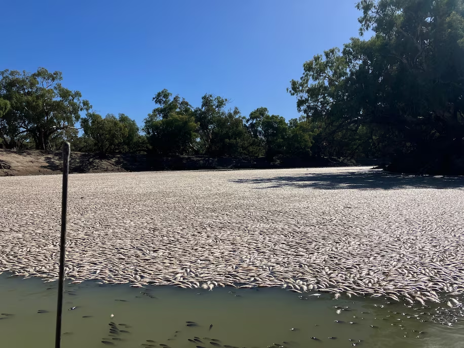Αυστραλία: Ενα ποτάμι με εκατομμύρια νεκρά ψάρια!