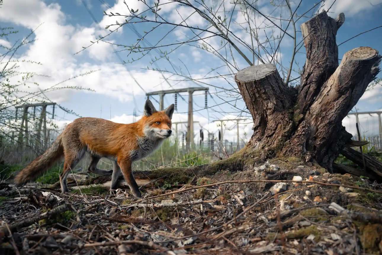 Αυτή είναι η πόζα μίας κόκκινης αλεπούς από το Lee Valley Park του Μητροπολιτικού Λονδίνου – η ομορφιά και η πονηράδα της δεν γοήτευσαν μόνο τον φωτογράφο, αλλά κέρδισαν και τον διαγωνισμό British Wildlife Photography έτους 2023, διοργάνωση η οποία επιβραβεύει τα καλύτερα κλικ με θέμα τη βρετανική φύση 