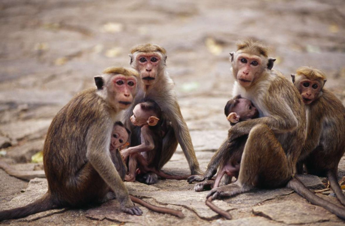 Η Σρι Λάνκα στέλνει στην Κίνα 100.000 πιθήκους ως αποπληρωμή δανείου