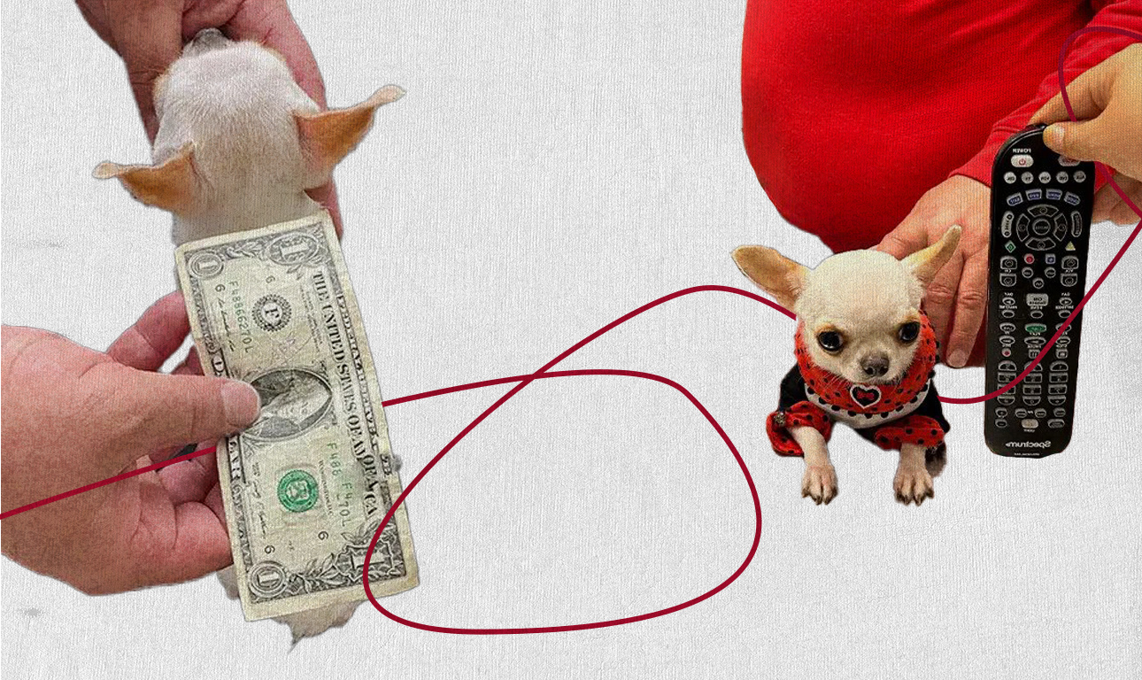 Το μικρότερο σκυλί του κόσμου είναι πιο κοντό από ένα τηλεκοντρόλ