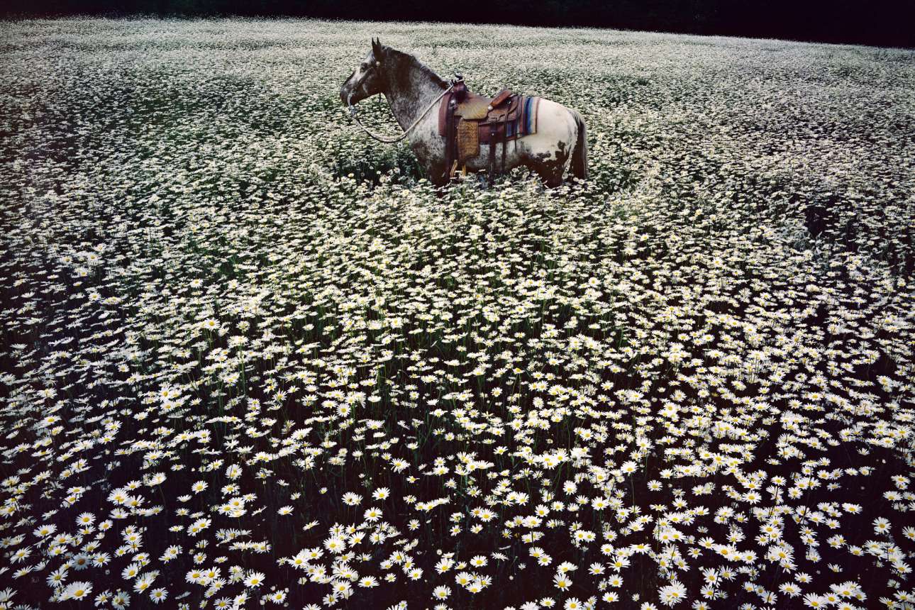 Το άλογο με το όνομα «Τυχερό Σημείο» φωτογραφημένο μέσα σε ένα λιβάδι από μαργαρίτες, στο Σάσεξ, το 1985