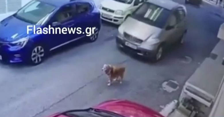 Πρόστιμο 40.500 ευρώ σε γυναίκα που πάτησε σκυλί με το αυτοκίνητό της
