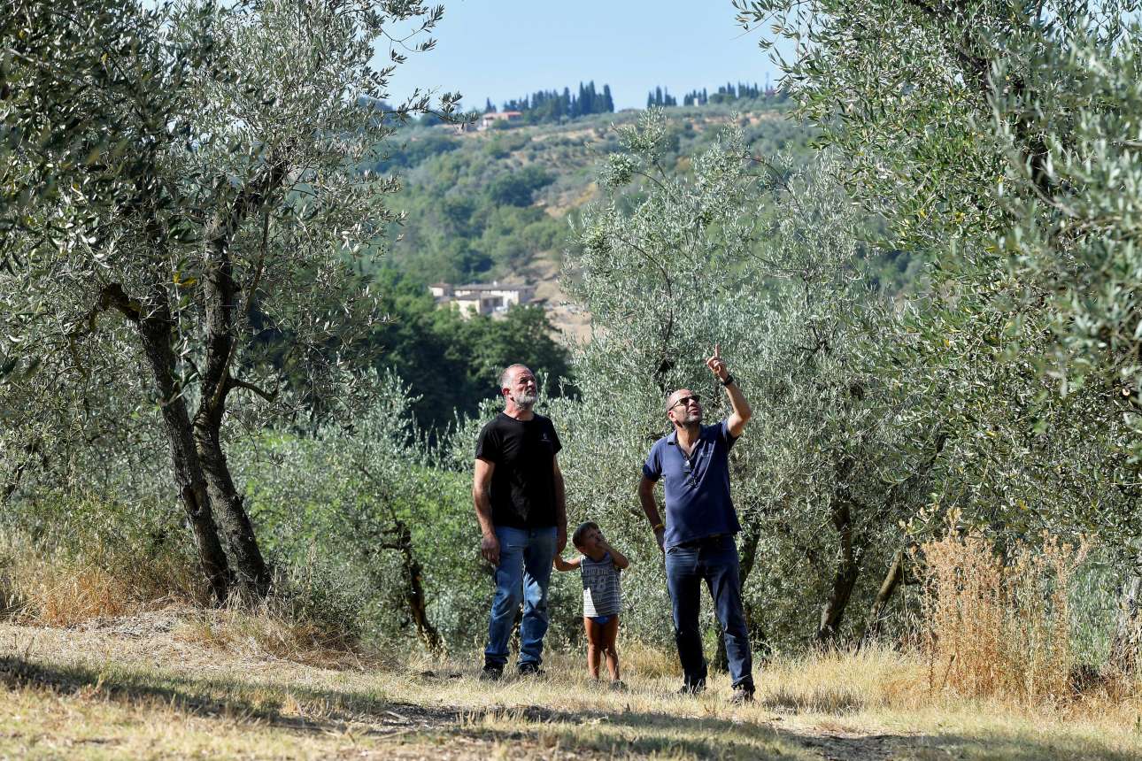 Η ξηρασία φέρνει νέο άλμα στις τιμές του ελαιολάδου