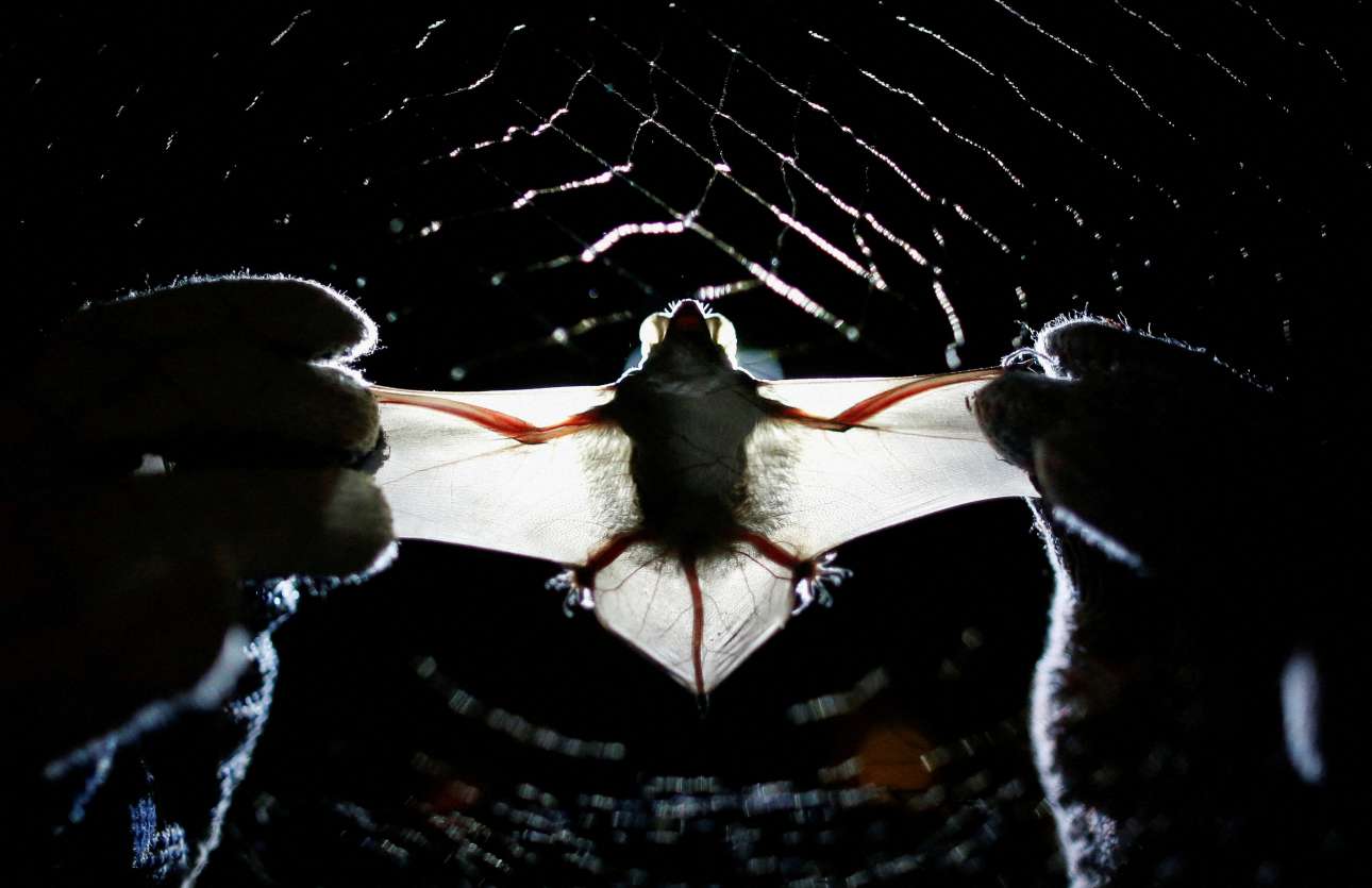 Εντυπωσιακό, από φωτογραφικής απόψεως, καρέ: η συλληφθείσα από τον ιστό της επιστήμης νυχτερίδα (το μοναδικό ιπτάμενο θηλαστικό επί Γης) επιδεικνύεται σαν τρόπαιο στον φακό: ο ερευνητής του Πανεπιστημίου της Μπραζίλια την πιάνει από τα μπροστινά άκρα της, που είναι ενωμένα με την απαραίτητη για την πτήση μεμβράνη – το ζωντανό υφίσταται την οδυνηρή ακινησία της σταύρωσης, νιώθει τι εστί άνθρωπος