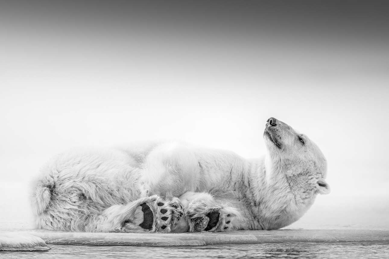 «Καθώς οι θερμοκρασίες στην Αρκτική αυξάνονται, οι πολικές αρκούδες στο Σβάλμπαρντ αντιμετωπίζουν μια νέα πραγματικότητα: οι πάγοι λιώνουν νωρίτερα κάθε χρόνο και οι αρκούδες δυσκολεύονται να βρουν τροφή ώστε να επιβιώσουν. Η κλιματική αλλαγή είναι ο πρωταρχικός παράγοντας για την απώλεια του θαλάσσιου πάγου, στον οποίο βασίζεται το είδος για το κυνήγι και την αναπαραγωγή. Μειώνοντας τις εκπομπές άνθρακα μέσω αλλαγών στον τρόπο ζωής, χρησιμοποιώντας ανανεώσιμες πηγές ενέργειας και υποστηρίζοντας πολιτικές που αντιμετωπίζουν την κλιματική αλλαγή, μπορούμε να βοηθήσουμε στην επιβράδυνση του ρυθμού της υπερθέρμανσης του πλανήτη και στη διατήρηση του οικοτόπου της πολικής αρκούδας και του πλανήτη για όλους τους ζωντανούς οργανισμούς»