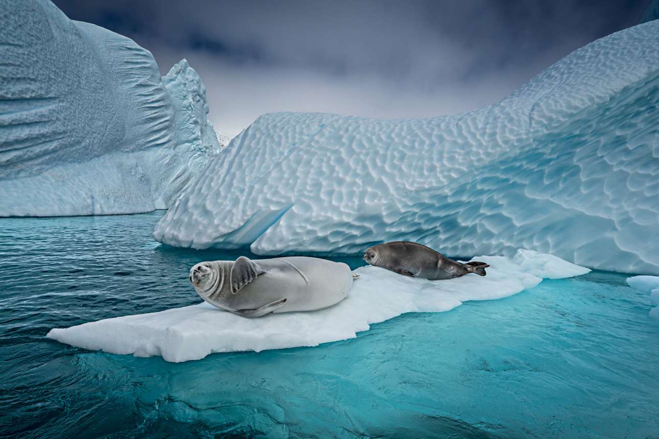 Δυο φώκιες ξαπλώνουν πάνω στον πάγο κάτω από τον ήλιο της Ανταρκτικής, με φόντο παγόβουνα των οποίων η επιφάνεια εμφανίζει σημάδια ενός μεγάλου ταξιδιού στη θάλασσα, πριν φτάσουν σε αυτόν τον ρηχό κόλπο για τα «τελευταία» τους....
