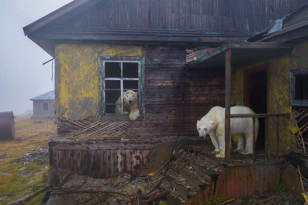 Το νησί Κολιούτσιν, στη Ρωσία, είναι γνωστό για τον πολικό μετεωρολογικό σταθμό που λειτουργούσε κατά τη σοβιετική εποχή, ο οποίος έκλεισε το 1992. Εκεί, ο φωτογράφος, με τη βοήθεια ενός drone, «αιχμαλώτισε» πολικές αρκούδες να έχουν καταλάβει ένα σπίτι στο εγκαταλελειμμένο χωριό του νησιού. Ενα σουρεαλιστικό καρέ που «αποτυπώνει ωστόσο αυτό που μπορεί να συμβεί στο όχι και τόσο μακρινό μέλλον, αν δεν προσέξουμε τον πλανήτη μας» λέει ο φωτογράφος