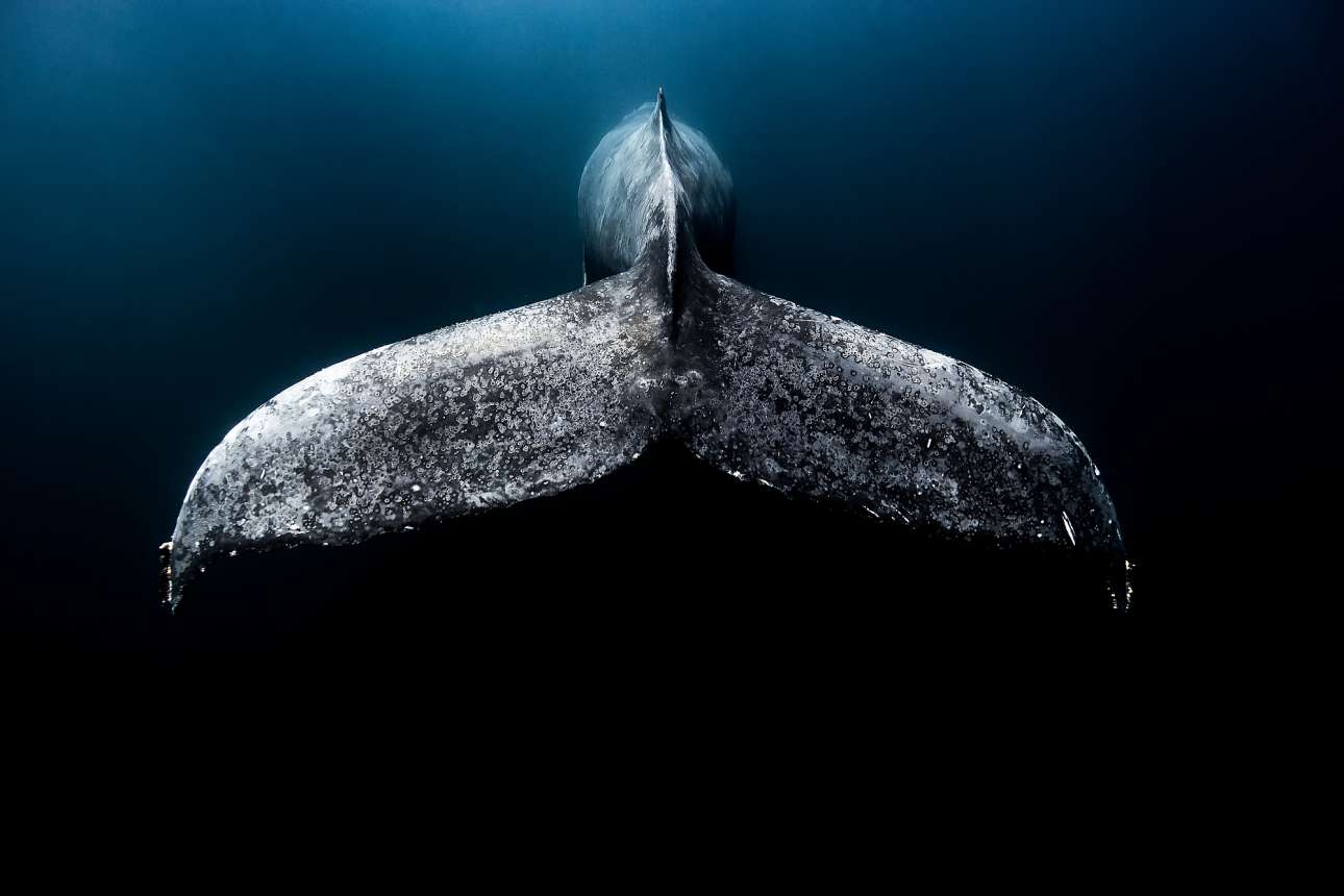 «Ουρά φάλαινας»: ο φωτογράφος βρισκόταν σε μια βάρκα στο Κάμπο του Μεξικού όταν είδε μια σιλουέτα σαν τορπίλη να βγαίνει από το νερό, σε απόσταση 20 μέτρων. Αποφάσισε να βουτήξει χωρίς να ελπίζει πολλά -λόγω βάθους και ταχύτητας- και όταν σήκωσε το κεφάλι του αντίκρισε αυτή την εκπληκτική εικόνα