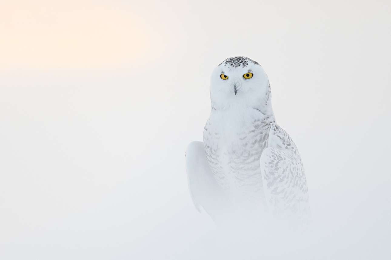 «Οι κουκουβάγιες του χιονιού είναι υπέροχα πλάσματα. Με τα διαπεραστικά κίτρινα μάτια τους, τα εκπληκτικά λευκά φτερά και το απίστευτο μέγεθος, είναι ένα πραγματικό θαύμα της φύσης. Αυτά τα πανέμορφα πουλιά προσαρμόζονται τέλεια στο σκληρό αρκτικό περιβάλλον, καθώς διαθέτουν μοναδικά χαρακτηριστικά, όπως την ικανότητα να ακούν από μακριά τη λεία τους να κινείται κάτω από το χιόνι. Πέρα από την ομορφιά και τις ικανότητές τους, οι κουκουβάγιες του χιονιού είναι επίσης σημαντικοί δείκτες υγείας των οικοσυστημάτων του πλανήτη. Η παρουσία τους στην Αρκτική είναι σημάδι ενός υγιούς και ακμάζοντος οικοσυστήματος, που μας υπενθυμίζει τη σημασία της προστασίας της Γης για τις επόμενες γενιές»