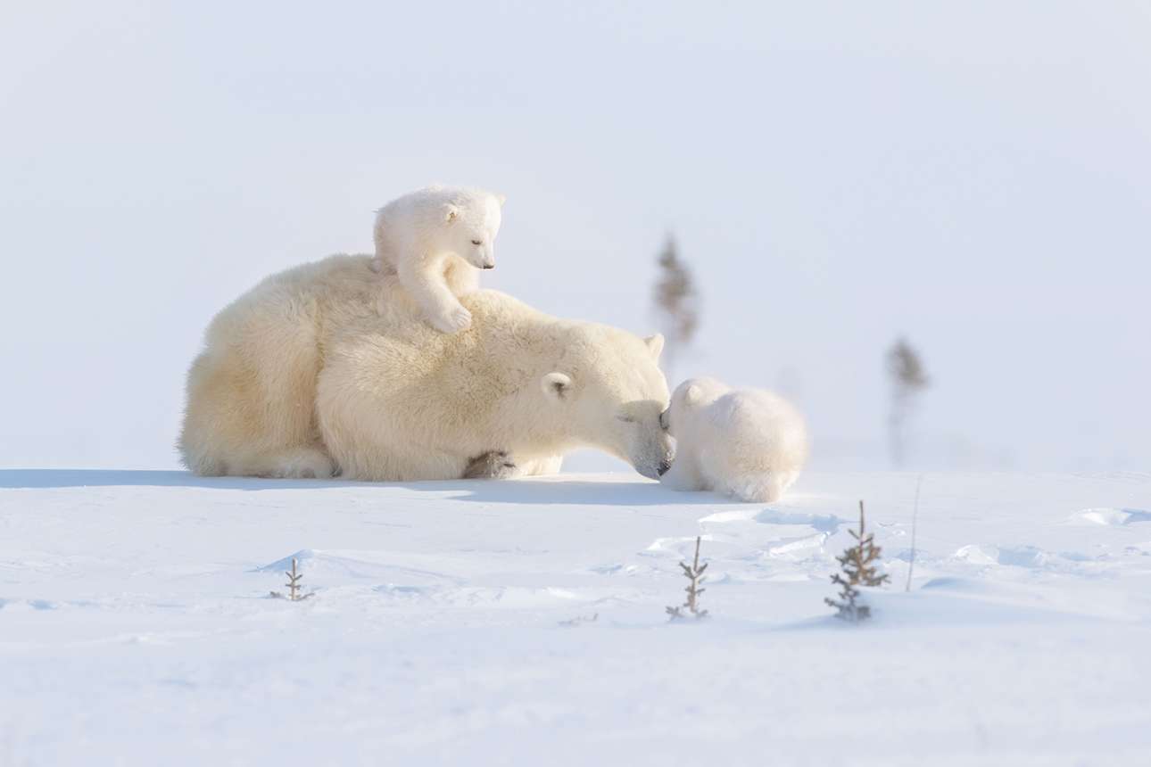 Μια μητέρα αρκούδα βοηθάει τα μικρά της να ετοιμαστούν για το μακρύ ταξίδι τους στον πάγο. «Η αγάπη και η φροντίδα που ένιωθε για αυτά αποτυπώνονται σε όλες τις εικόνες που τράβηξα» γράφει η φωτογράφος