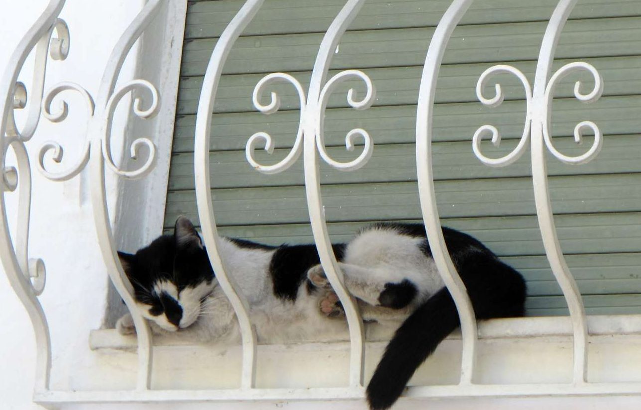 Χιλιάδες αδέσποτες γάτες κατακλύζουν τη Μάλτα – στείρωση ξεκινούν οι αρχές