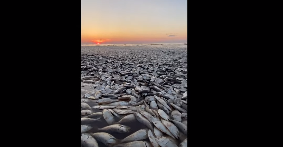 Χιλιάδες νεκρά ψάρια ξεβράστηκαν στις ακτές του Τέξας