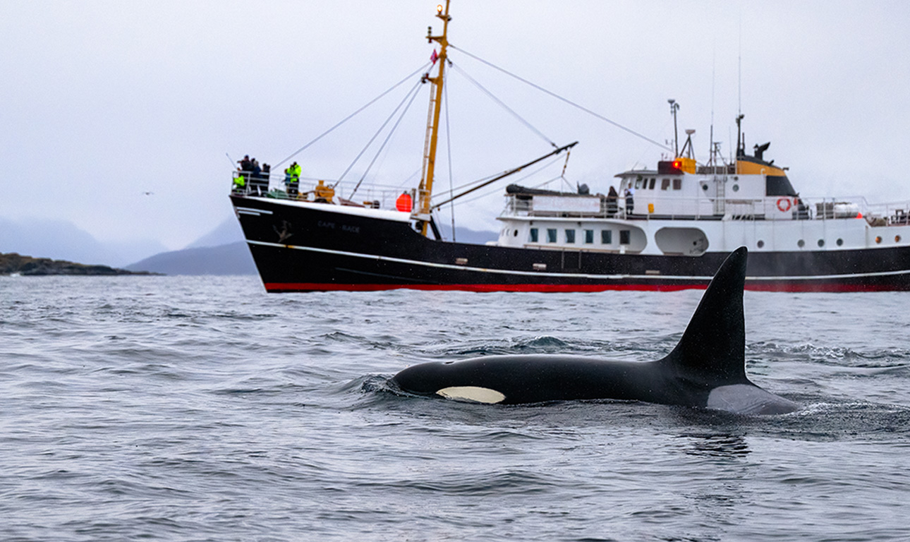 Μυστήριο: Γιατί εξεγείρονται οι όρκες κατά των ανθρώπων;