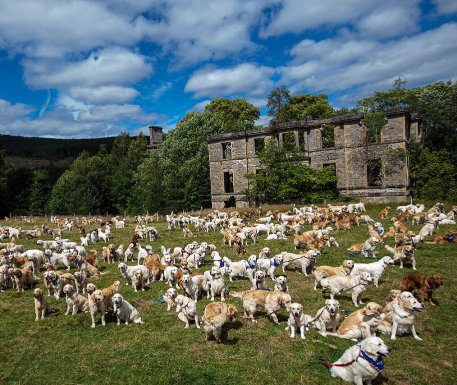 Τι κάνει ένα «κοπάδι» 488 σκυλιών γκόλντεν ριτρίβερ στη Σκωτία;
