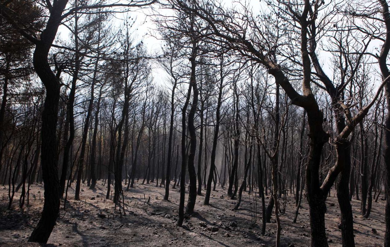 Meteo: Το 33% των δασών της Αττικής κάηκε μέσα σε επτά χρόνια