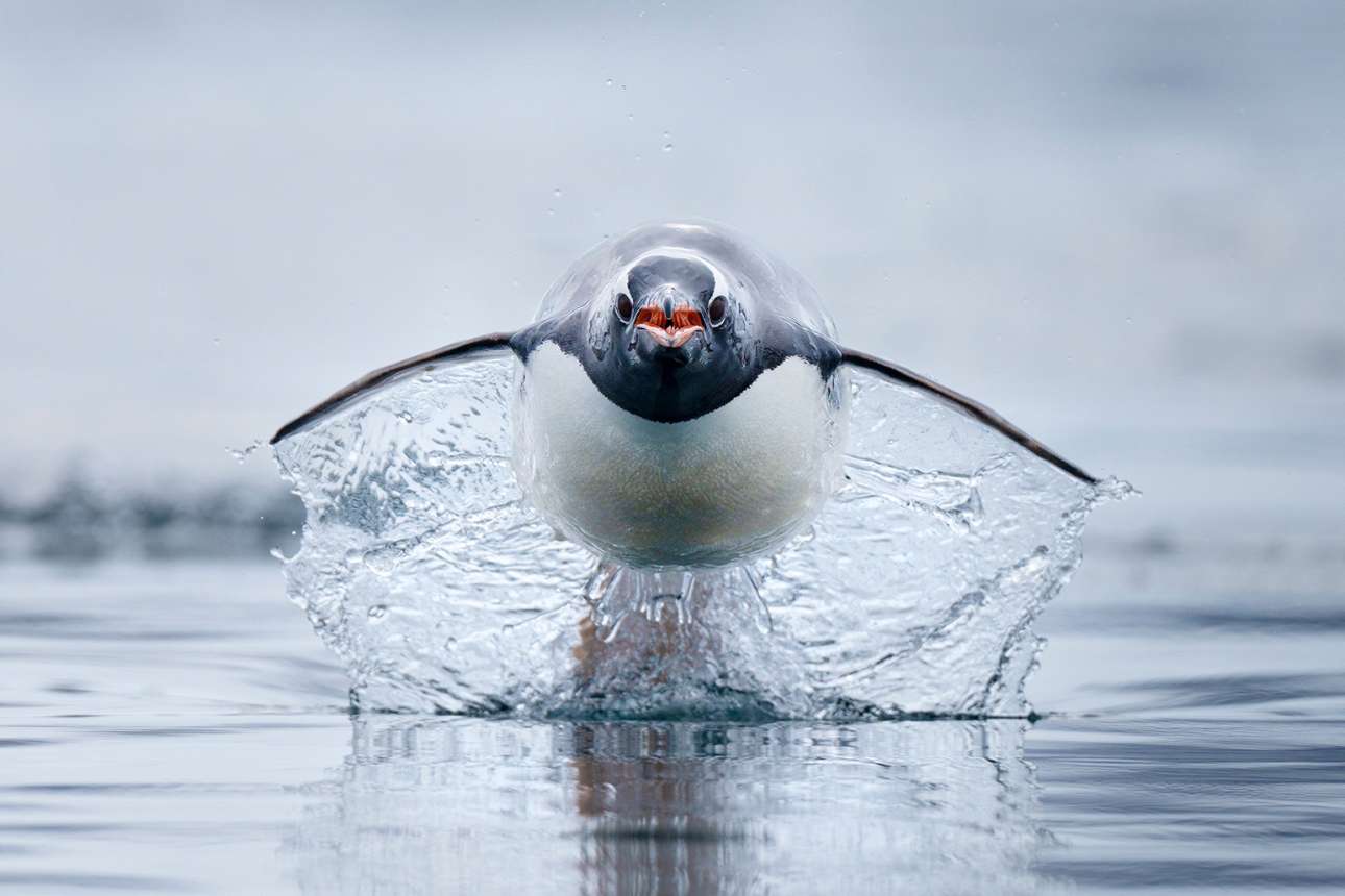 Ενας πιγκουίνος γκεντού, το ταχύτερο είδος πιγκουίνου στον κόσμο, ορμάει στα νερά της Ανταρκτικής