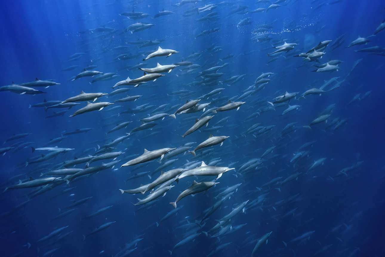 Ενα τεράστιο κοπάδι δελφινιών κολυμπά αρμονικά στα νερά της Κόστα Ρίκα