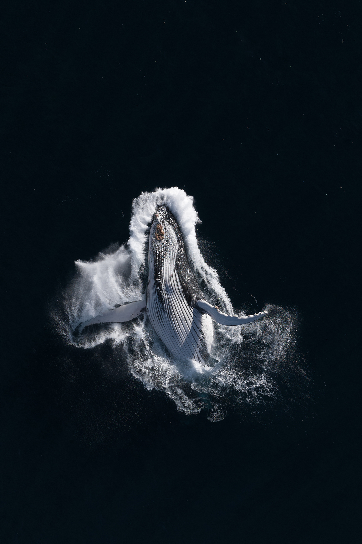 Μια φάλαινα προσγειώνεται με χάρη στην πλάτη της, έχοντας εκτινάξει το τεράστιο σώμα της από τα βάθη του Ειρηνικού Ωκεανού, κοντά στην Αυστραλία