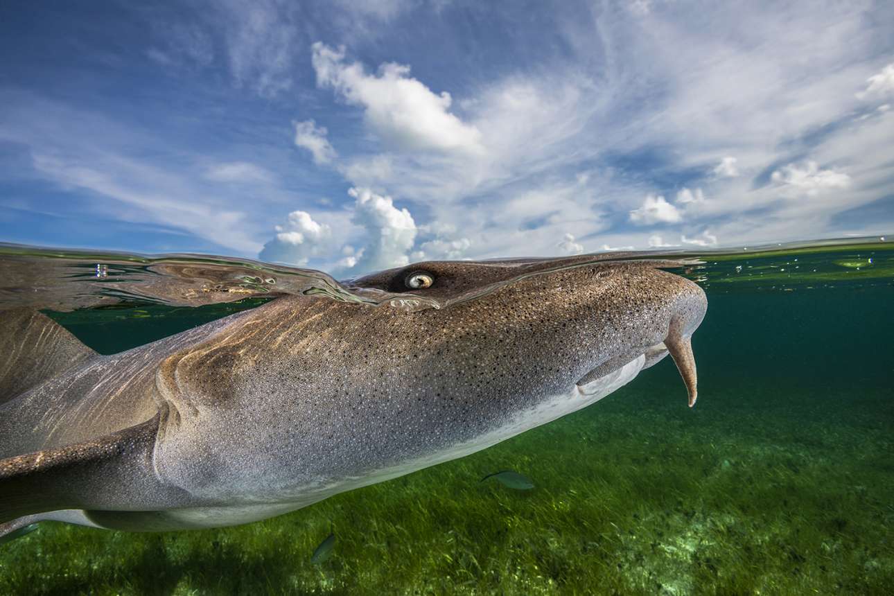 Ενας περίεργος καρχαρίας τροφός ξεπροβάλλει πάνω από τη γραμμή του νερού κοντά στις Μπαχάμες για να διερευνήσει την παρουσία της φωτογράφου