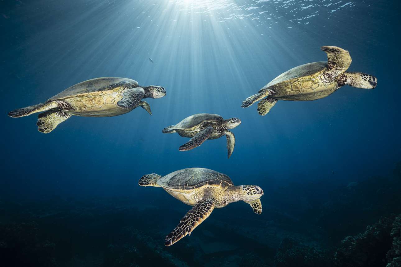 Μια σπάνια συνάντηση: τέσσερις πράσινες θαλάσσιες χελώνες κολυμπούν γαλήνια μαζί στη Χαβάη
