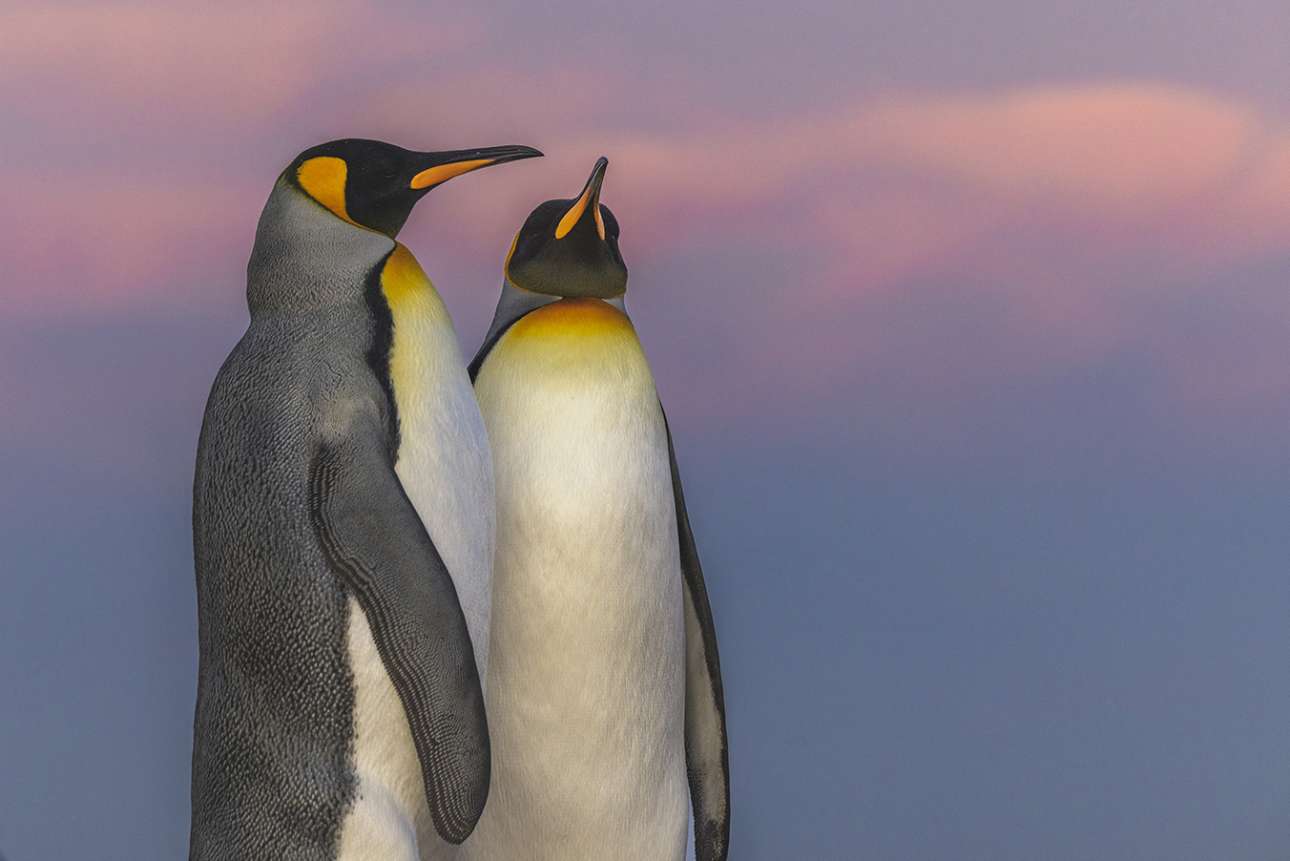 Καθώς ο απογευματινός ήλιος δύει στα νησιά Φόκλαντ, ένα ζευγάρι βασιλικών πιγκουίνων παίρνει μια εντυπωσιακή πόζα με φόντο τον ροζ ουρανό