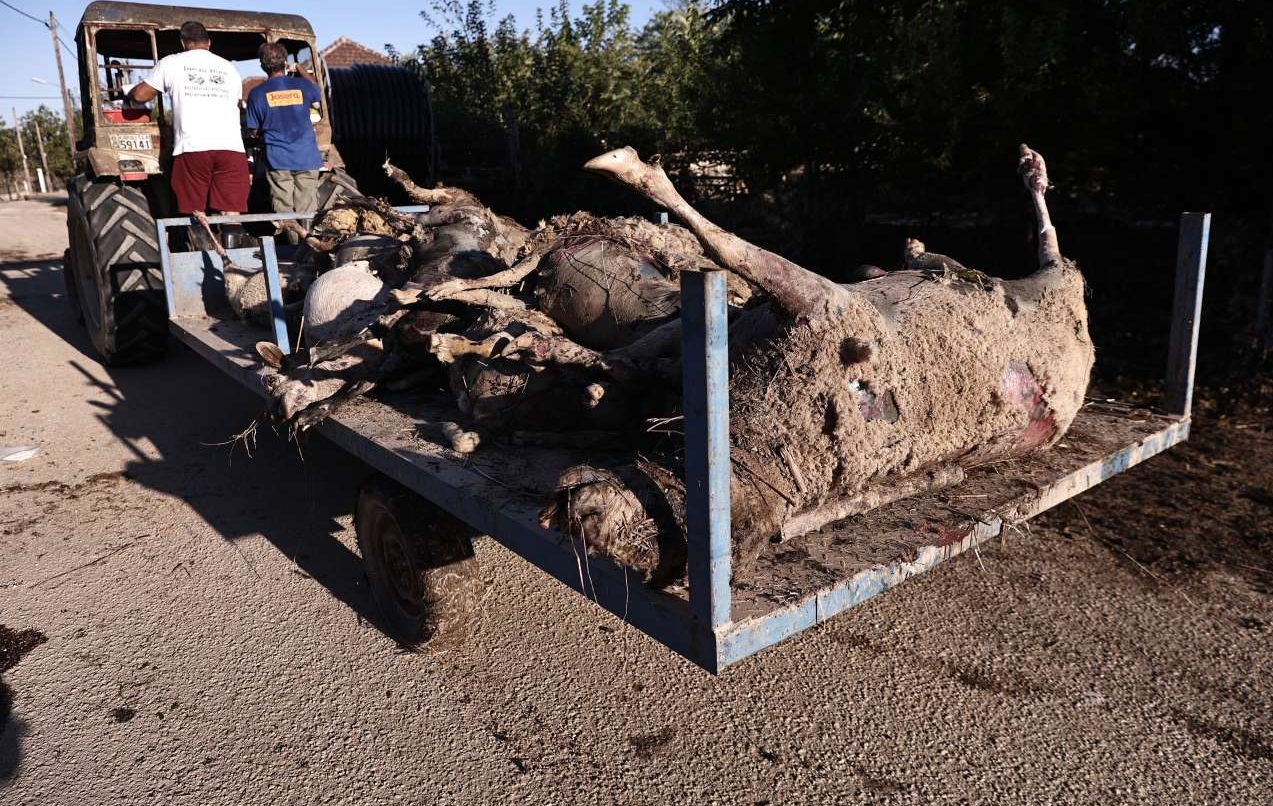 Ο Στρατός (και) για την αποκομιδή των νεκρών ζώων στις πλημμυρισμένες περιοχές