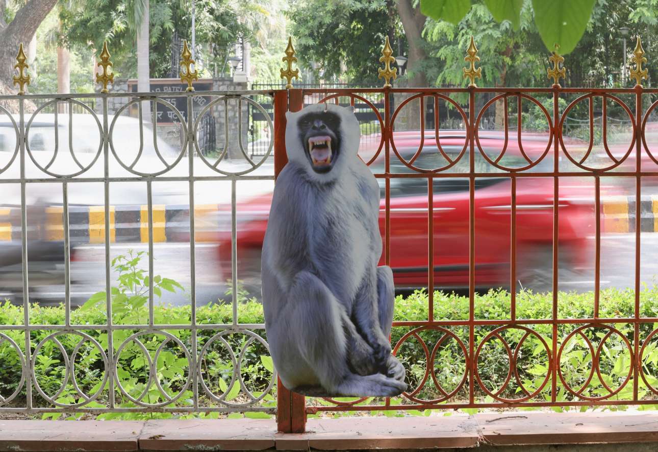 Ο πίθηκος του Νέου Δελχί δεν είναι φακίρης και δεν αιωρείται στο κενό, απλώς η ολόσωμη φωτογραφία του είναι δεμένη στα κάγκελα σαν σκιάχτρο μικρών μαϊμούδων, ώστε να μην ενοχλήσουν την αταραξία των G20
