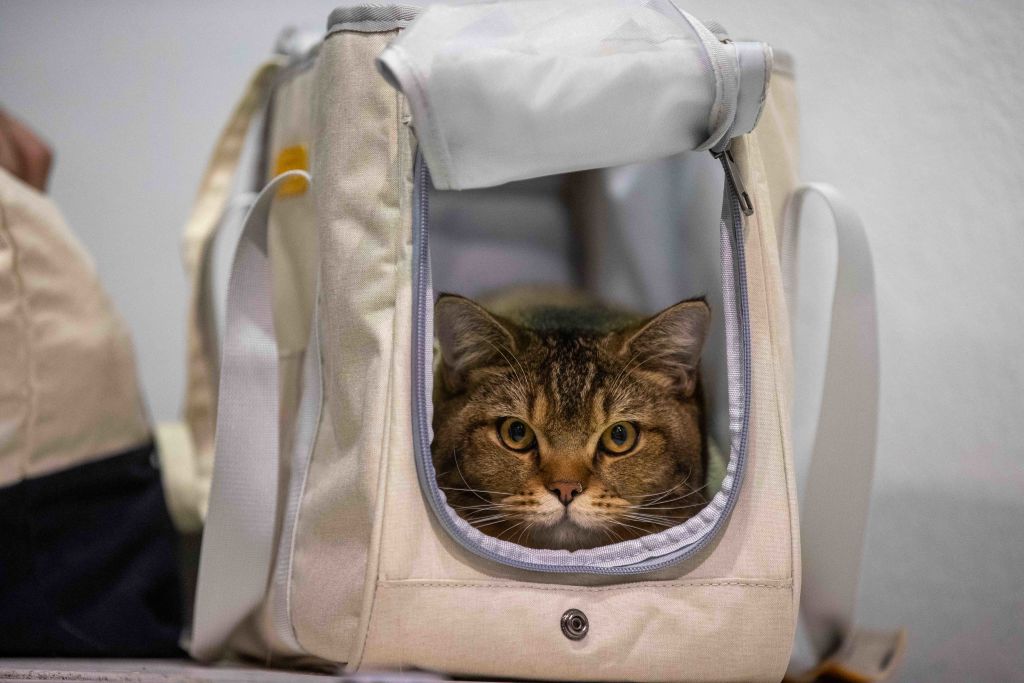 Αυστραλία: Διωγμός των γάτων και μάλιστα… οικολογικός