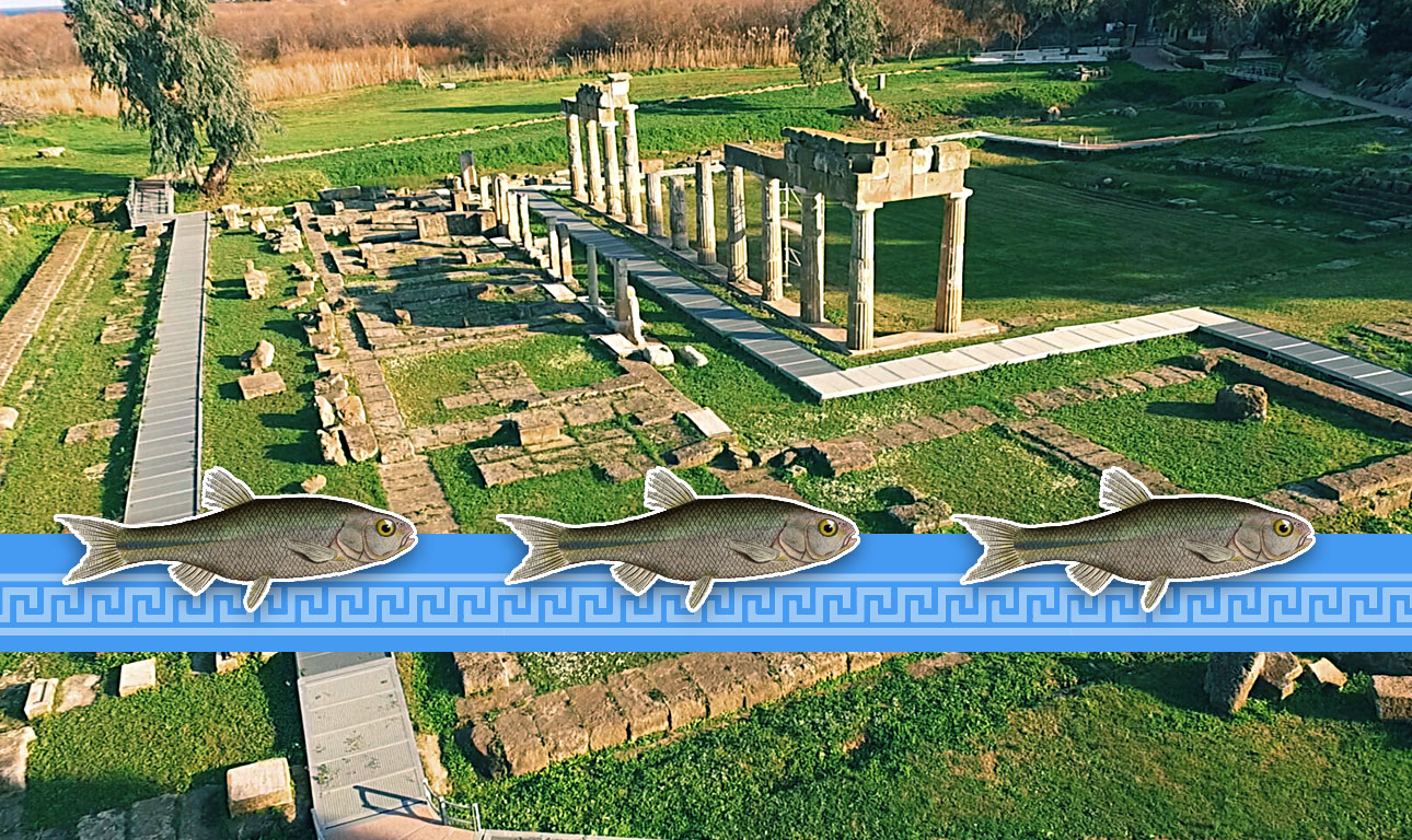 Τα αντιπλημμυρικά στην Ανατολική Αττική και το αττικόψαρο 