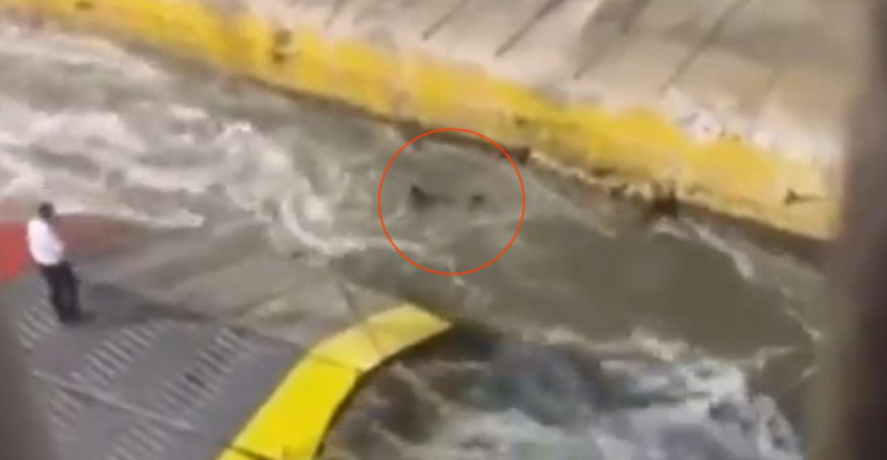 Πειραιάς: Συλλήψεις για τον πνιγμό 36χρονου – Τον απώθησε το πλήρωμα του Blue Horizon