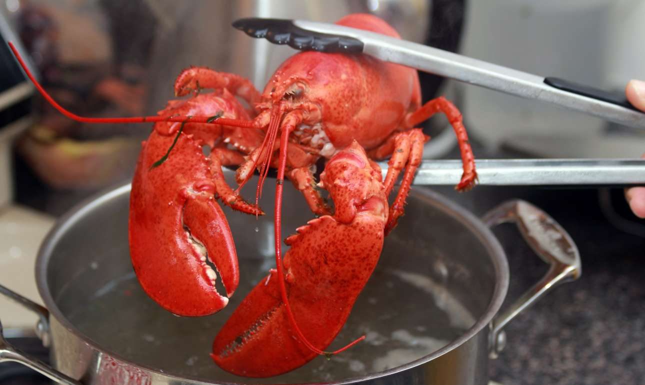 Βρετανία: Ζητούν να απαγορευθεί το βράσιμο ζωντανών αστακών