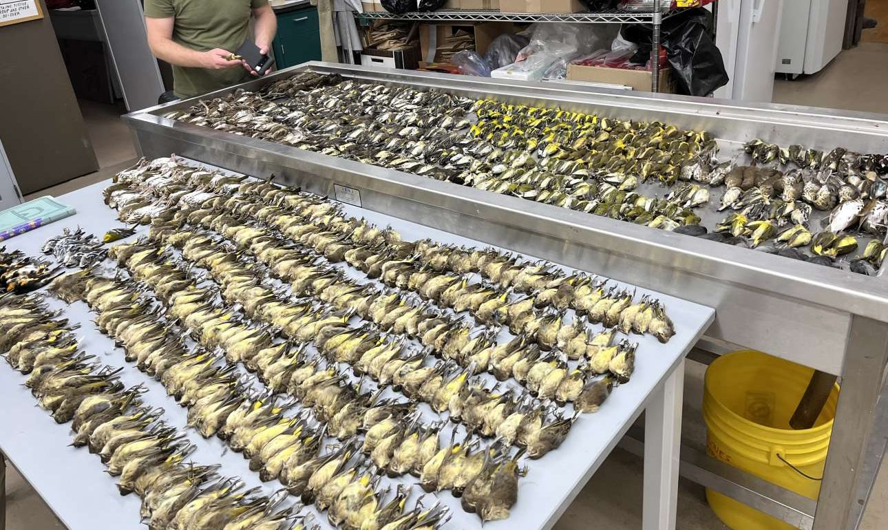 Σικάγο: Περίπου χίλια πουλιά νεκρά μετά από πρόσκρουση σε κατάφωτο κτίριο